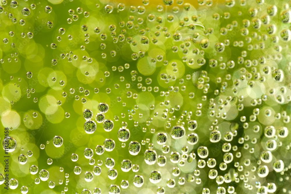 green abstract background with water drops