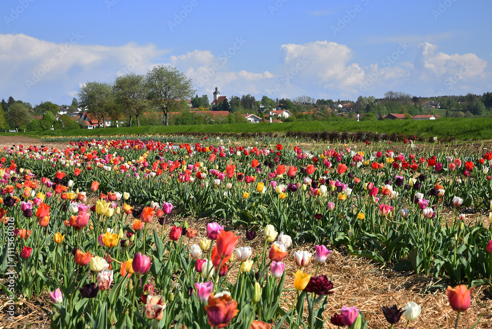 Tulpenfeld mit bunten Tulpen in ländlicher Gegend