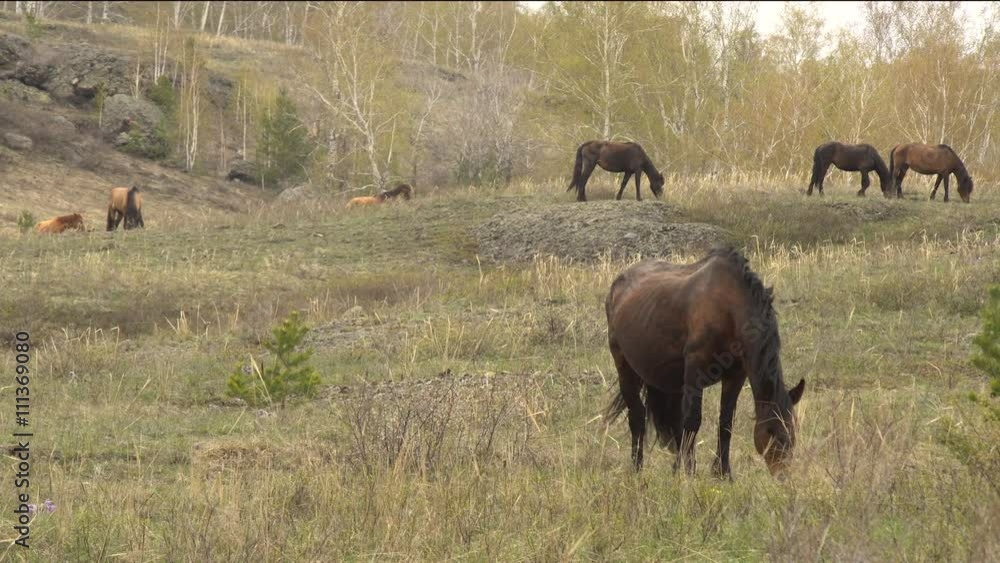 Horses Grazing in the Mountains in Early Spring Horses Grazing in the Mountains in Early Spring