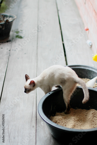 Siamese cat out of the kitty litter