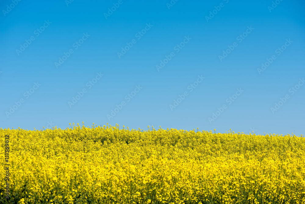 Fototapeta premium rapeseed flower