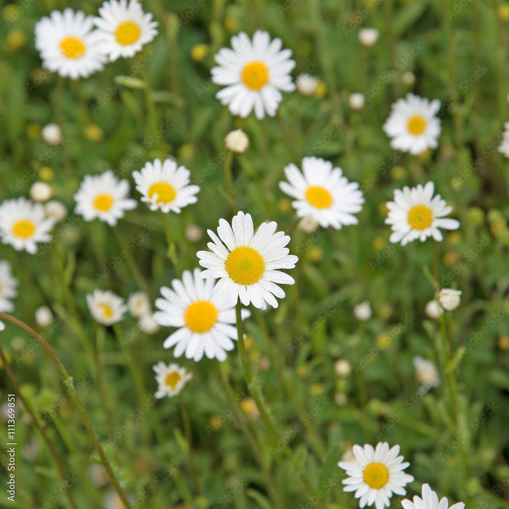 Margeriten, Leucanthemum Margeriten, Leucanthemum