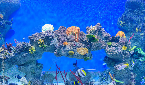 Exotic underwater world of shallow water coral reef
