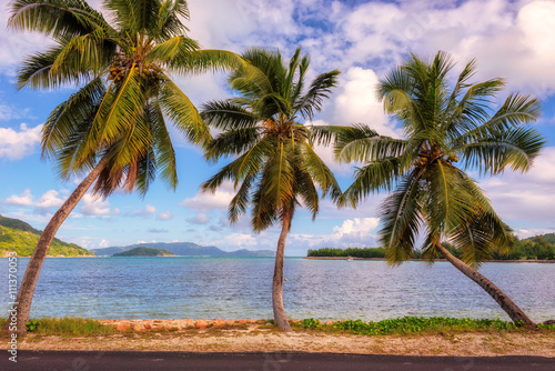Three palm trees on the beach at Praslin island  Seychelles. 