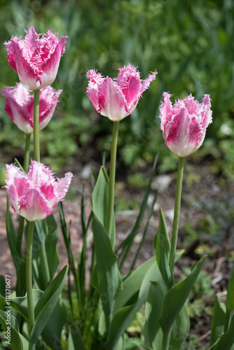Im Garten