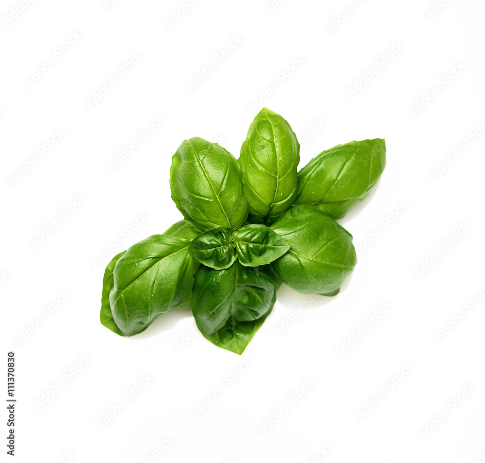 Fototapeta premium Green fresh basil isolated in white
