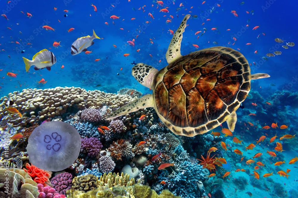 Fototapeta kolorowa rafa koralowa z wieloma rybami i żółwiem morskim
