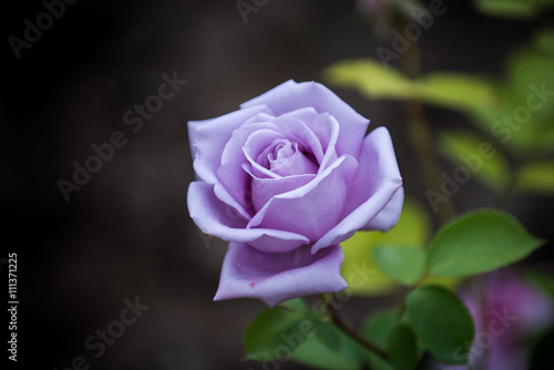 Purple rose in home garden