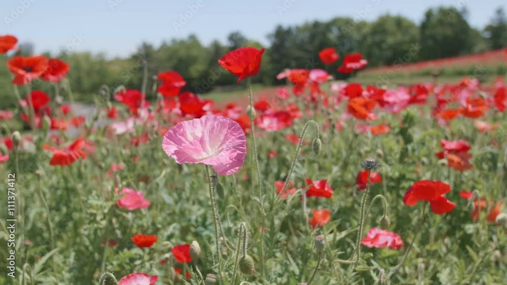 Shirley Poppy Flowers,at Showa Memorial Park,Tokyo,Japan,Filmed in 4K Shirley Poppy Flowers,at Showa Memorial Park,Tokyo,Japan,Filmed in 4K