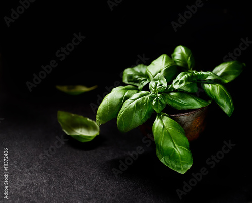 Fresh green basil leaves isolated on black background. Culinary aromatic cooking