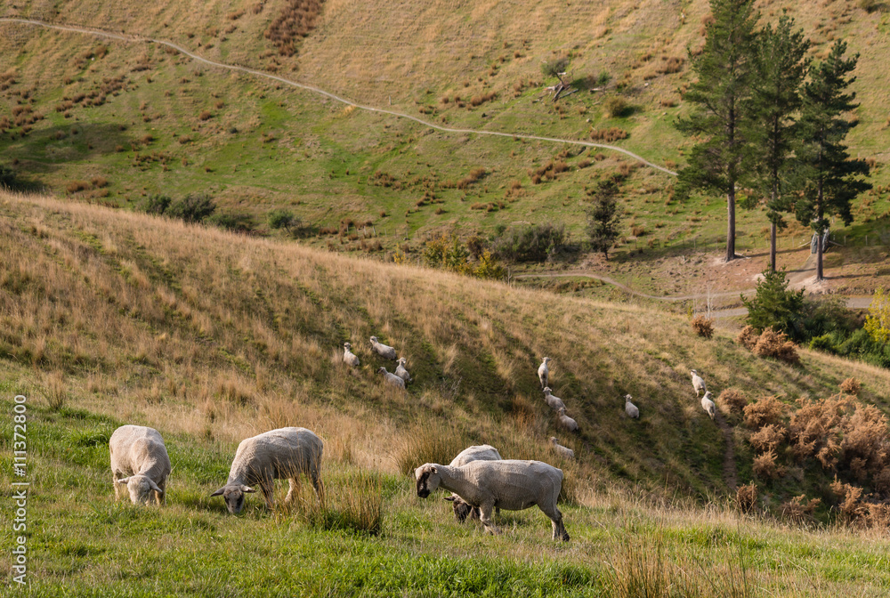 flock of sheared sheep grazing on hill