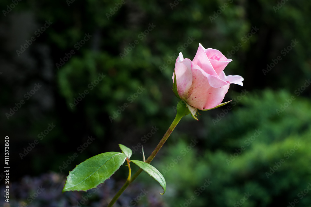 Pink rose isolated in summer garden