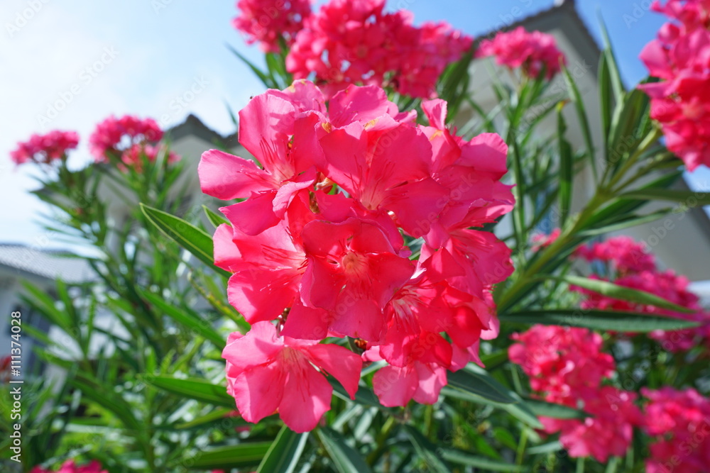 Pink Oleander @ Thailand.