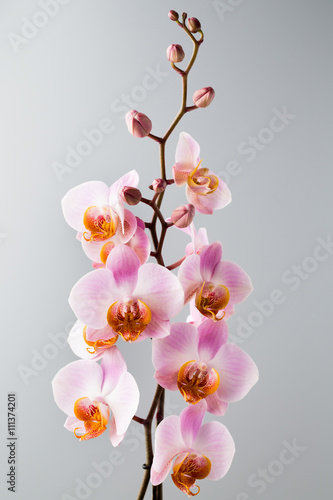 Pink orchid on the grey background.