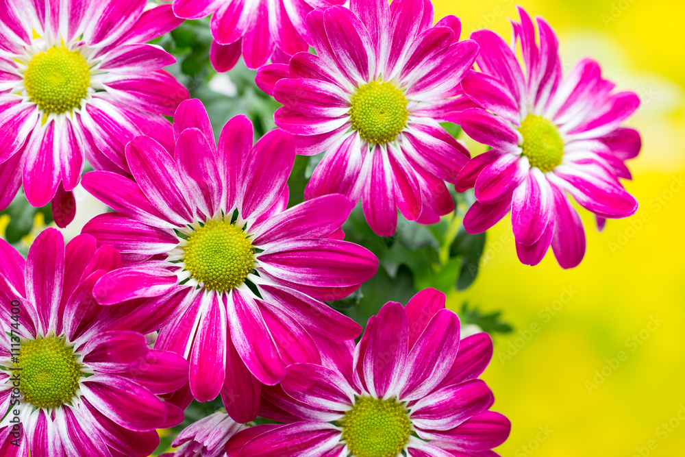 Pink chrysanthemum on yellow backgrounds. Pink chrysanthemum on yellow backgrounds.