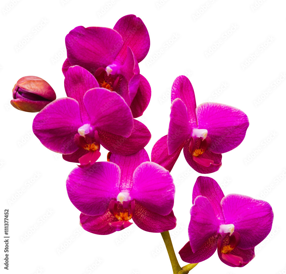Orchids. Orchid flowers. Orchids. Orchid flowers.