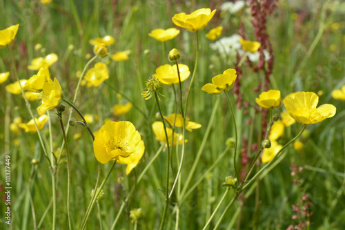 Green grass field with yellow buttercup fieldflowers
