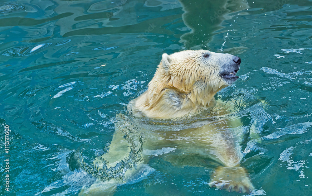 Polar bear swimming in water