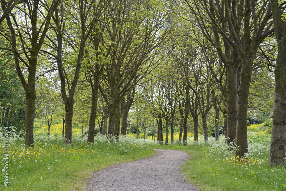 walkway footpath in the parc with trees and fieldflowers as buttercups, dasies,whistling herb,and fern in the spring
