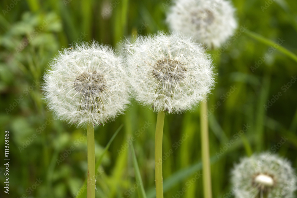 Closeup of fluffy white dandelion in grass with field flowers
Closeup of fluffy white dandelion in grass with field flowers
