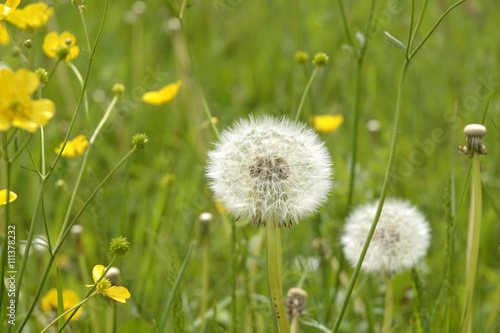 Fototapeta Naklejka Na Ścianę i Meble -  Closeup of fluffy white dandelion in grass with field flowers

