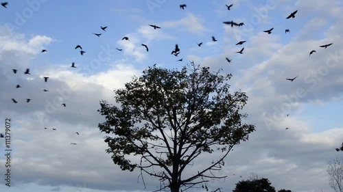Crows leaving a tree 