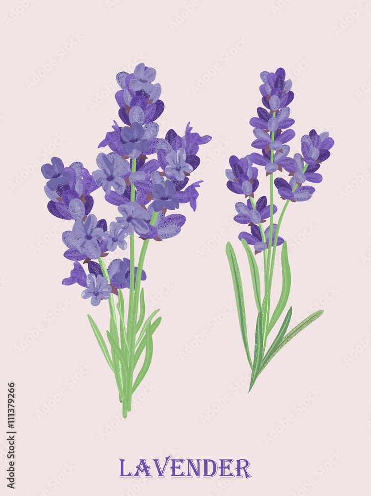 Vector illustration of lavender flowers in vintage style.