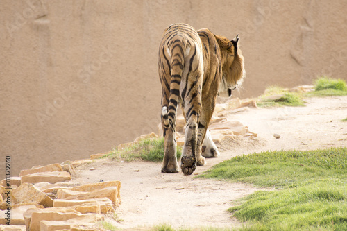 Fototapeta Naklejka Na Ścianę i Meble -  Tiger