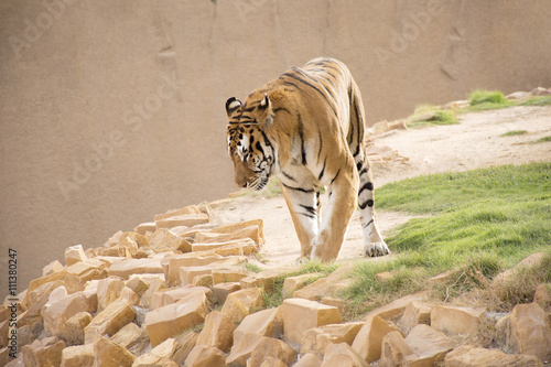 Fototapeta Naklejka Na Ścianę i Meble -  Tiger