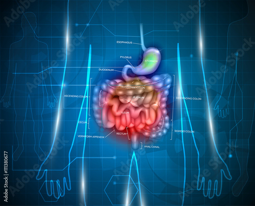 Gastrointestinal tract abstract background