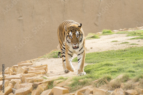 Fototapeta Naklejka Na Ścianę i Meble -  Tiger