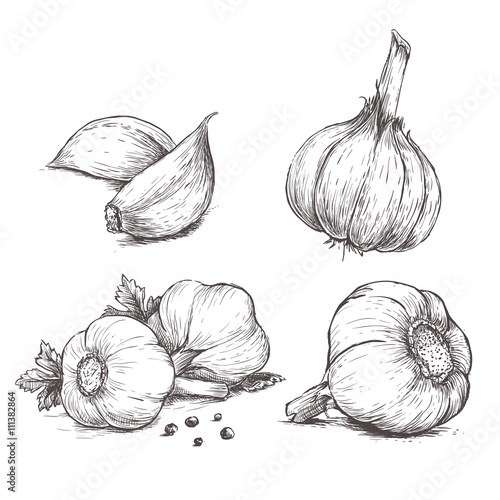 Vector hand drawn set of garlic. Herbs and spices sketch illustration photo