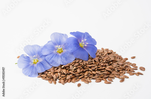 Blue flax flower with seeds