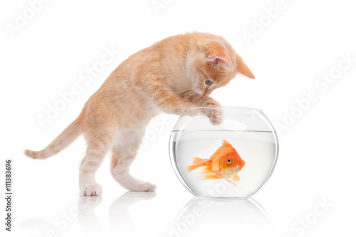 Fototapeta Naklejka Na Ścianę i Meble -  The cat looks at fish in an aquarium