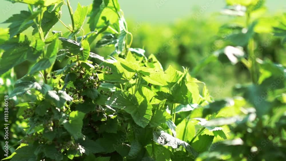 Close up of currant bush, berries moving with wind. Slow motion Close up of currant bush, berries moving with wind. Slow motion