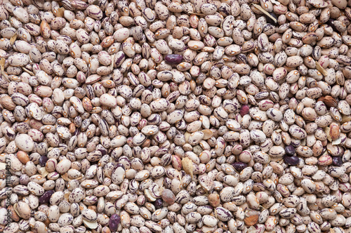 Group of red beans arranged for drying. Legume species