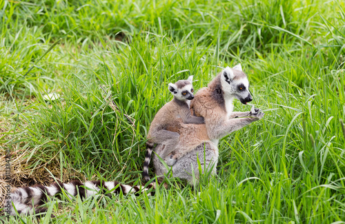 Ring tailed lemur carrying young on her back © scphoto48