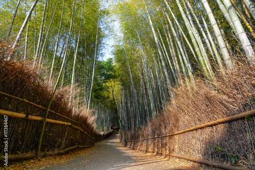 Peaceful path through the Arashiyama bamboo forest in Kyoto, Japan