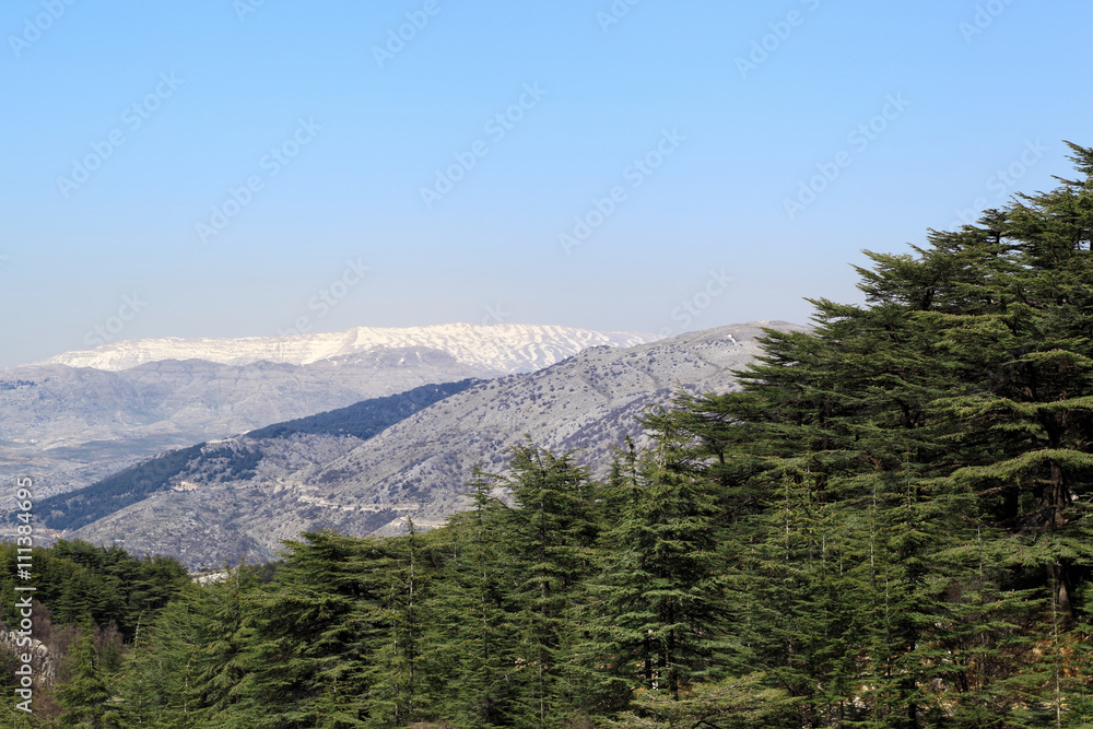 Lebanon Landscape: Cedars and Snow