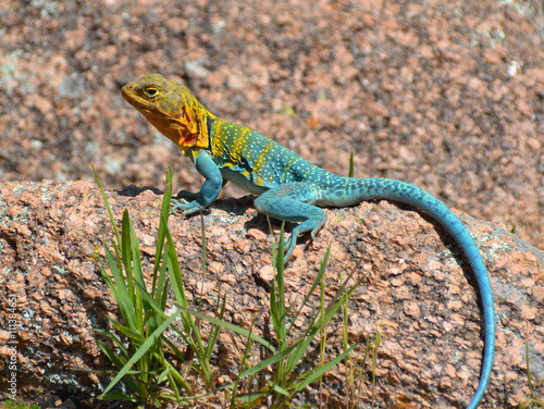 Collared Lizard