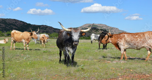 Texas Longhorn Cattle