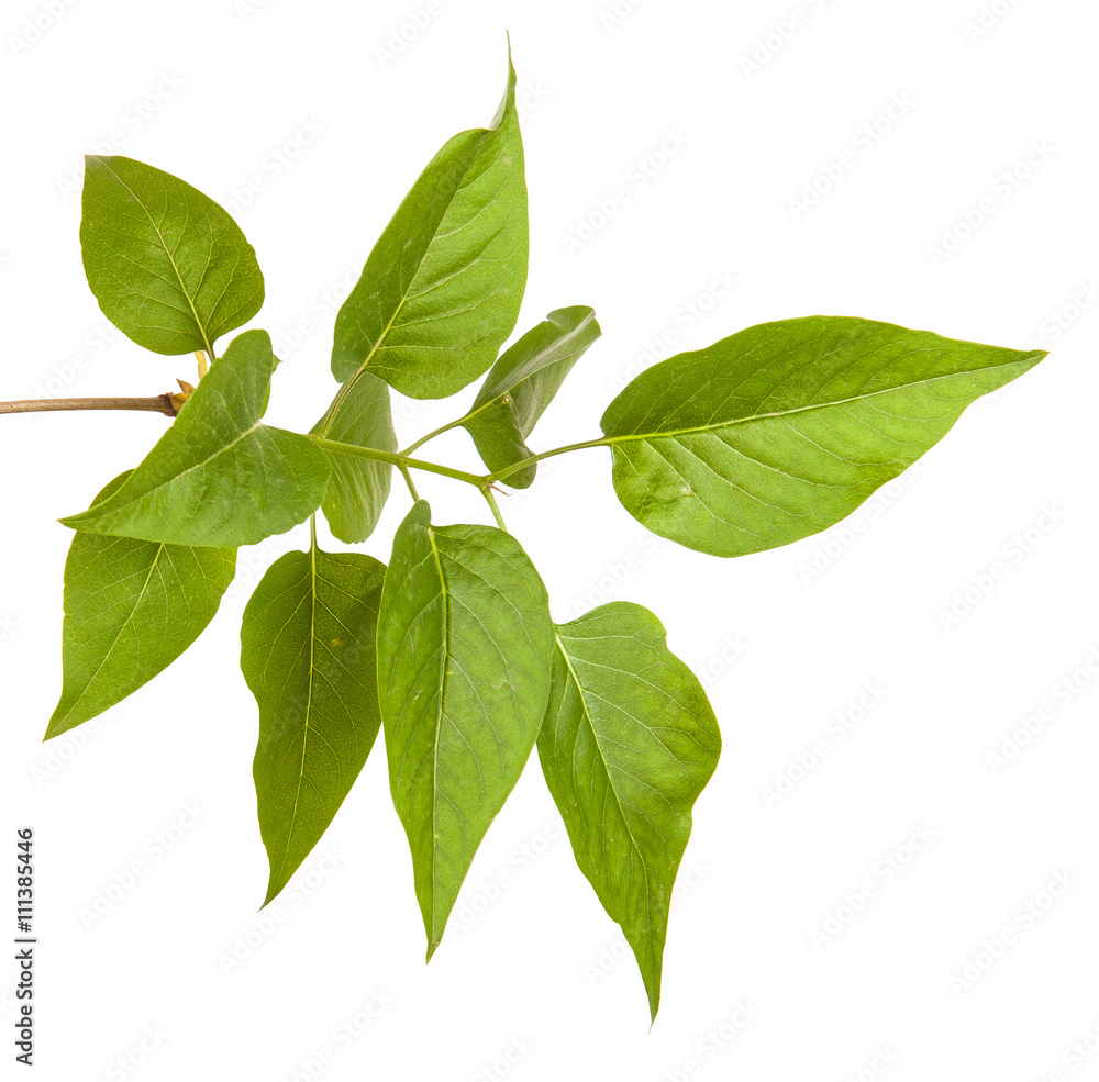 Fototapeta premium green lilac leaves. isolated on white background