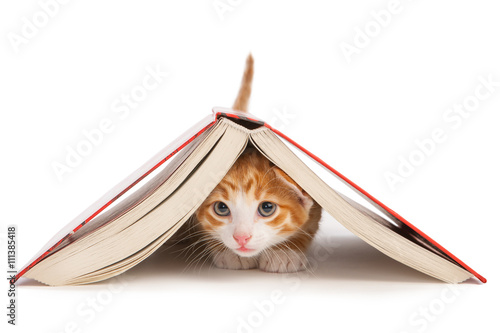 Fototapeta Naklejka Na Ścianę i Meble -  Cat and book