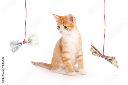 Photography Cat and money