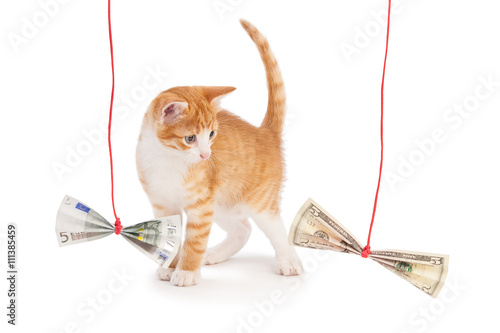 Photography Cat and money