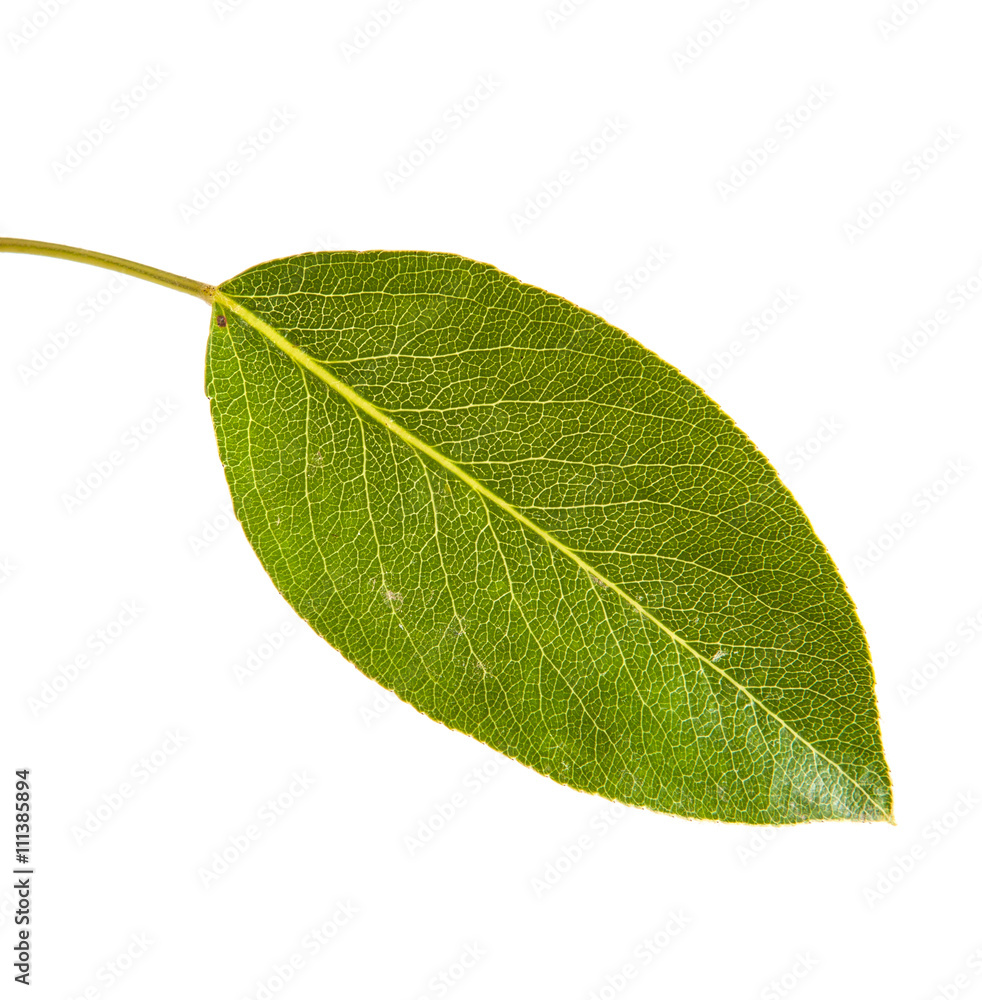 Obraz premium pear tree leaf isolated on white background