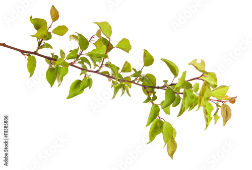 apricot tree branch isolated on white background