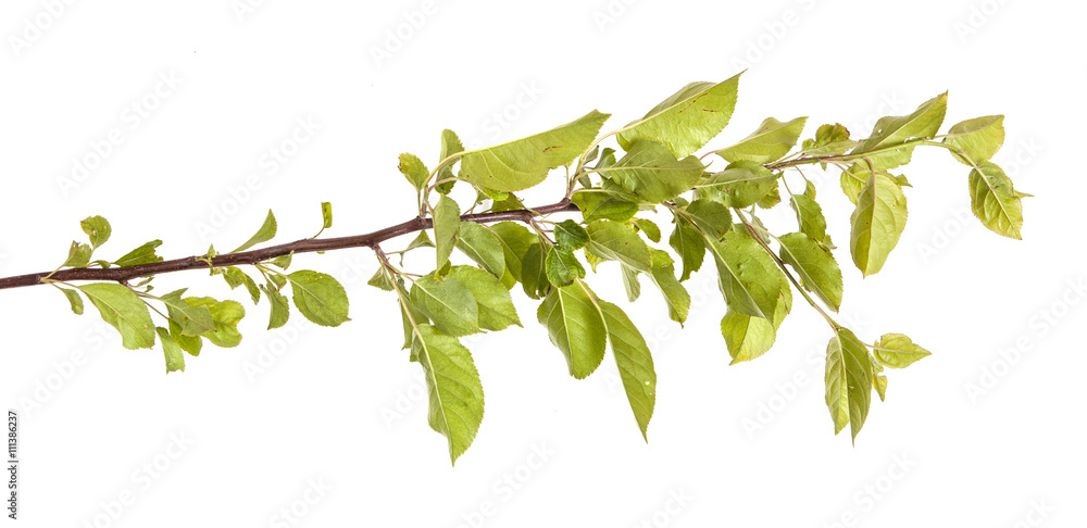 apple-tree branch with green leaves. Isolated on white backgroun apple-tree branch with green leaves. Isolated on white backgroun