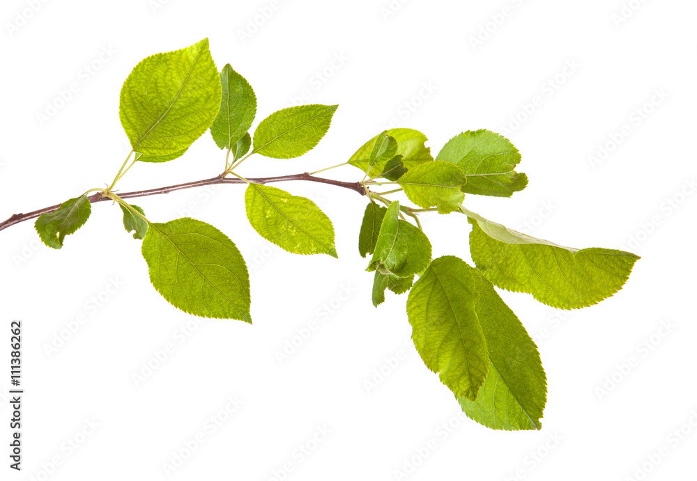 Fototapeta premium apple-tree branch with green leaves. Isolated on white backgroun