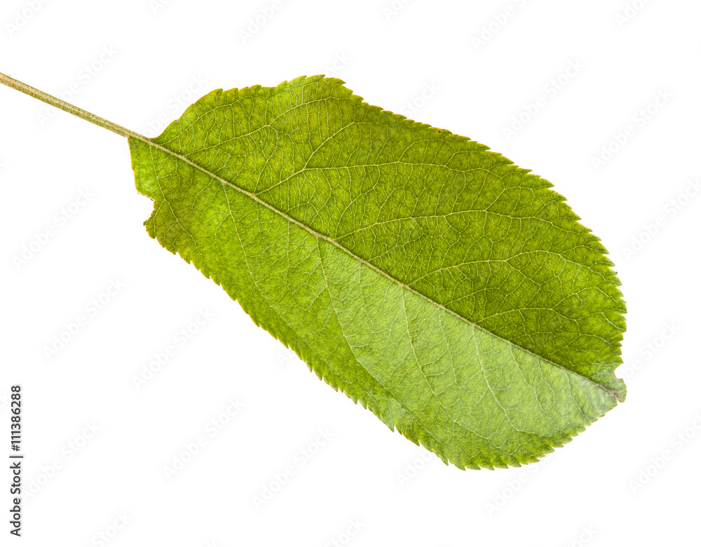 Fototapeta premium one apple leaf isolated on white background